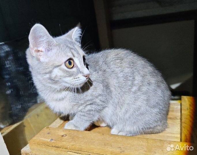 Девочка в добрые руки