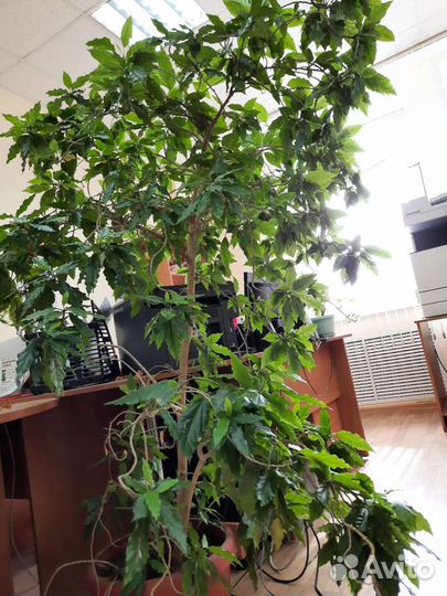 Продаётся Китайская роза (гибискус)