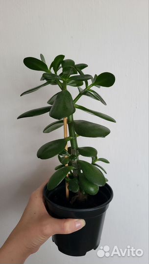 Крассула толстянка (денежное дерево)