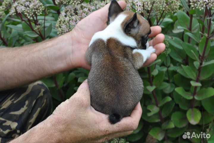 Малышка мини