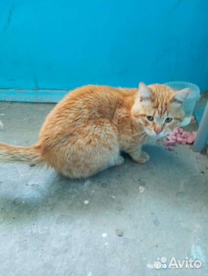 Я принесу вам счастье