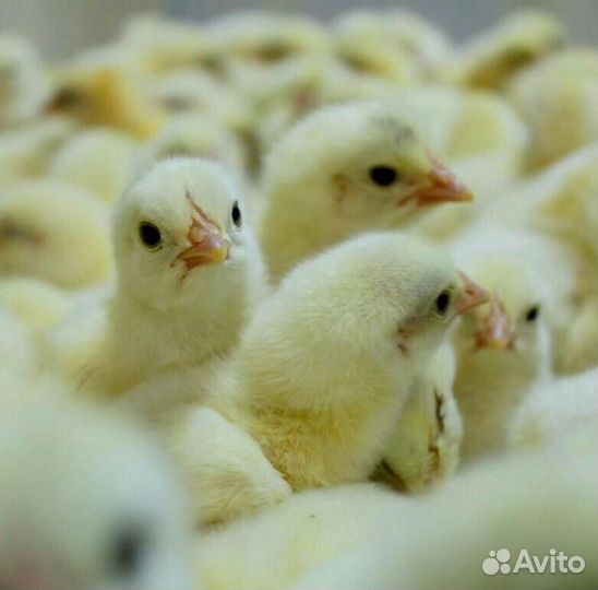 Ципленок бройлера цветной, кобб-500