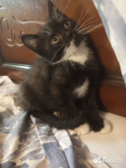 Котята мальчики 2 мес