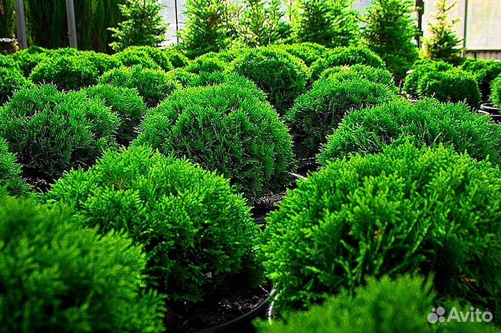 Туи для изгороди Питомник хвойных растений: выращи