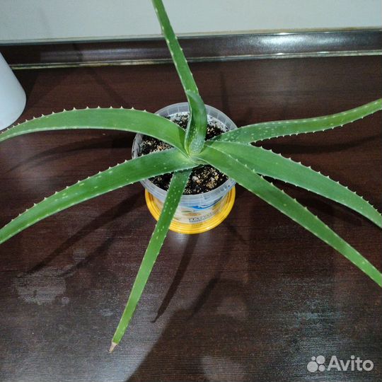 Цветок алоэ