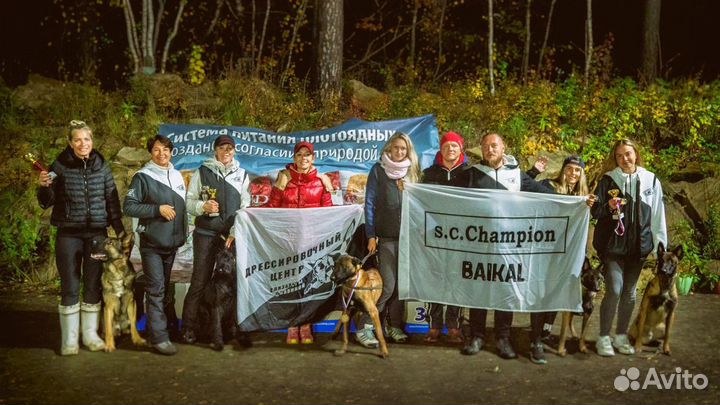 Профессиональная дрессировка собак