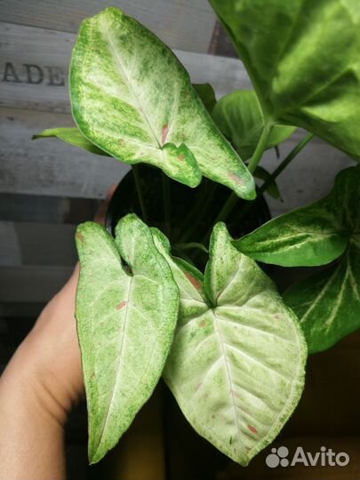 Строманта, педилантус, сингониум, гибискус, драцен