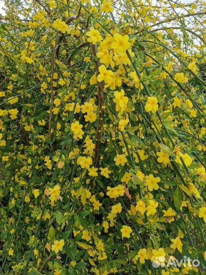 Взрослые цветущие магнолия,гардения,вейгела и др