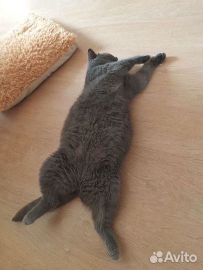 Британские котята