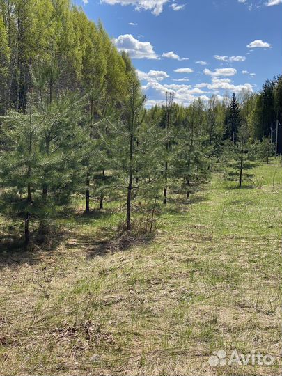 Саженцы сосны, ели