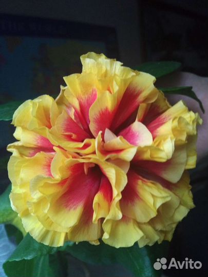 Гибискус срезы