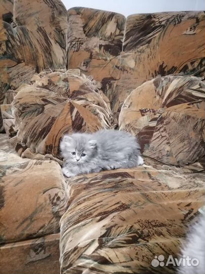 Продам котят серебристая шиншилла