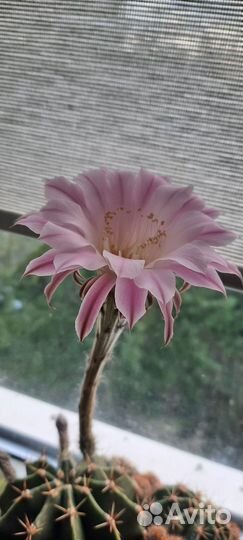 Кактус Эхинопсис