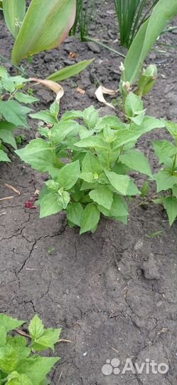 Саженцы чубушника высота 1 метр