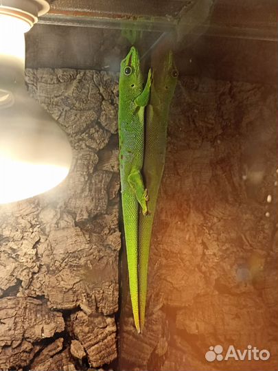 Геккон с террариумом