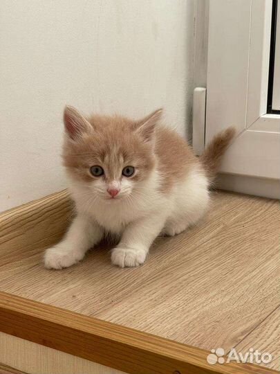 Рыжий котенок мальчик