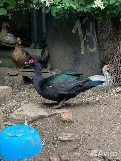 Индоутки мускусные тяжелые линии