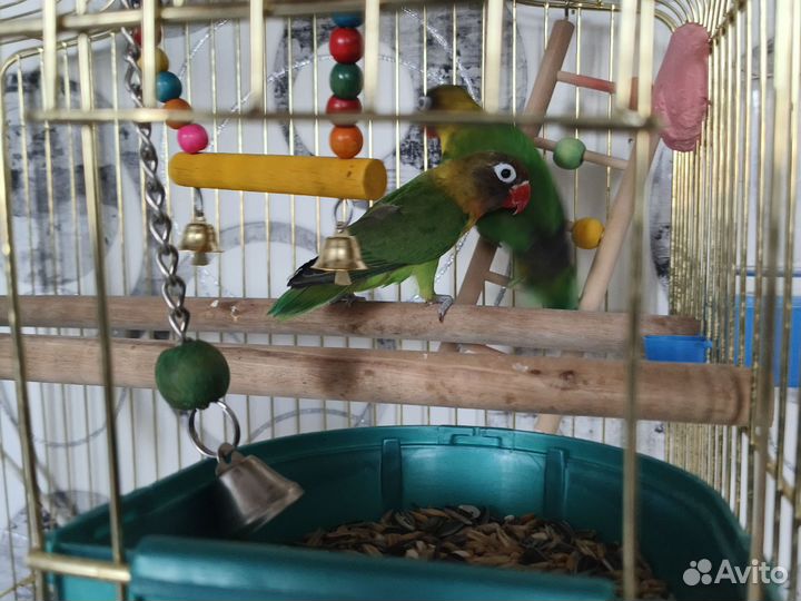 Продам попугаев,неразлучников