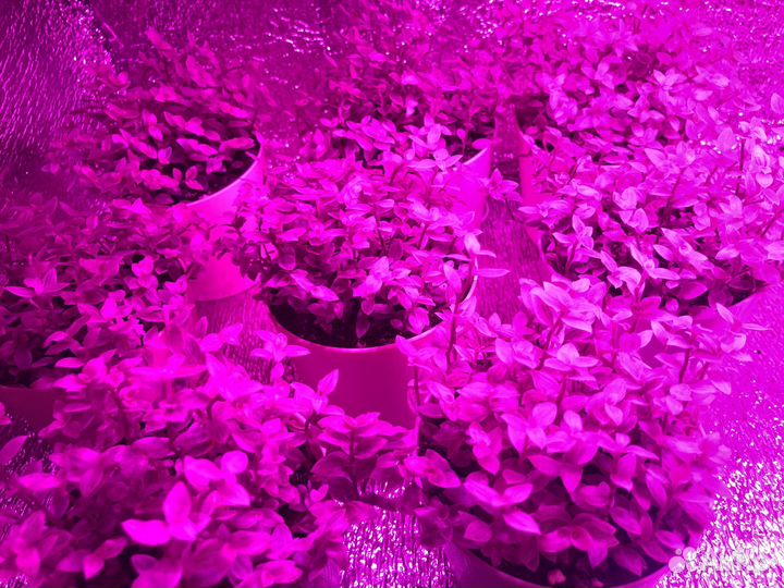 Каллизия розовая пантера