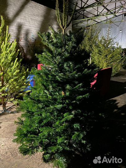 Ель сосна продажа