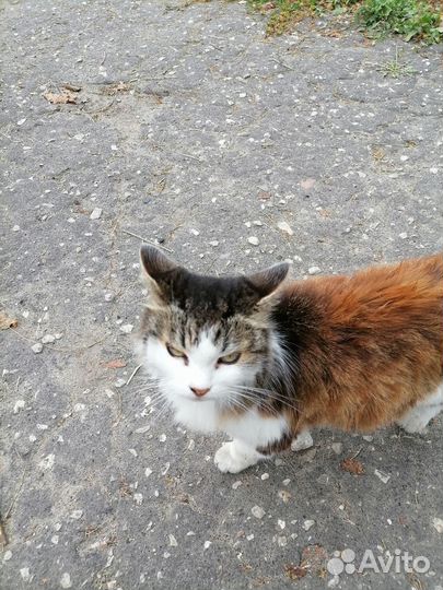 Кошечка в добрые руки