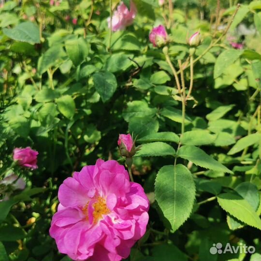 Лепестки чайной розы