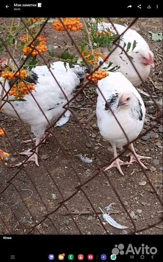 Семейки породистых кур
