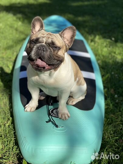 Вязка французкий бульдог