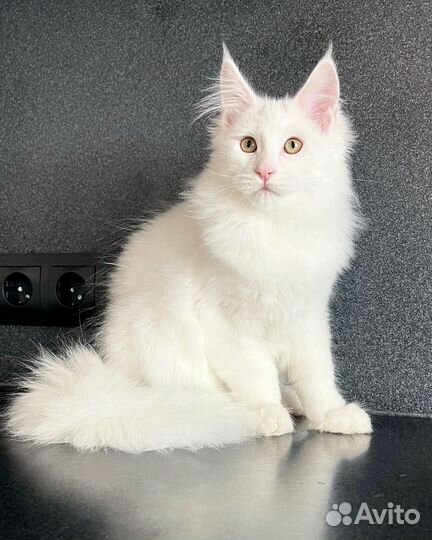 Мейн-кун девочка