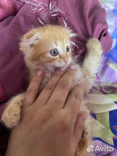 Кошка в дар