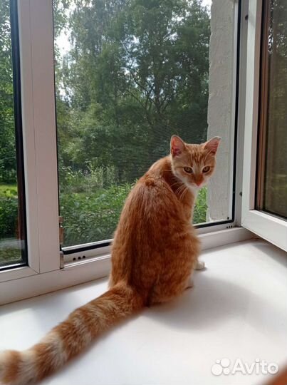 Кошки в добрые руки бесплатно