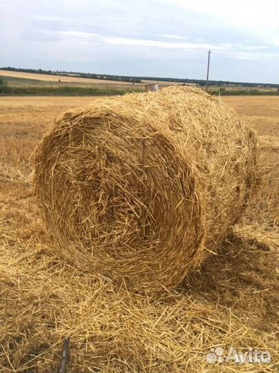 Солома овсяная