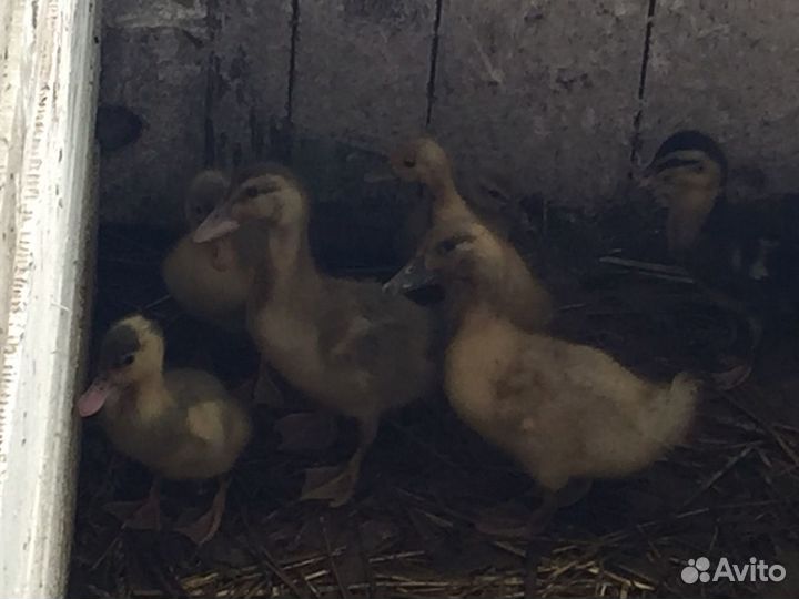 Утята гусята цыплята индюшата крольчата