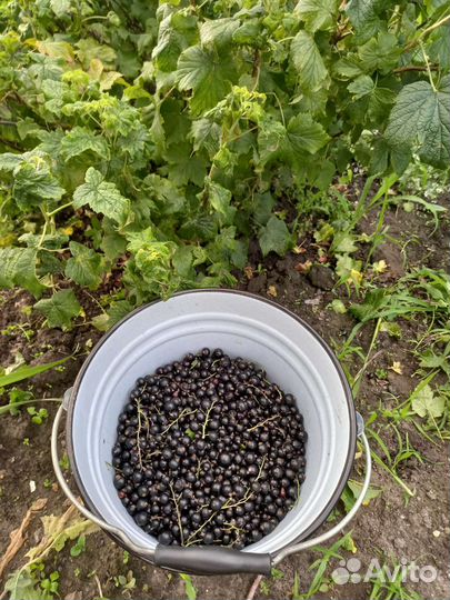 Черная смородина