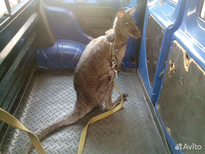 Зоотакси Красноярск