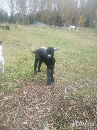 Коза нубийская