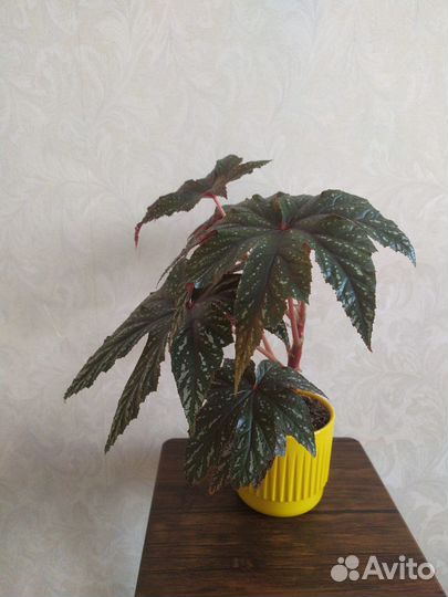 Сортовая Бегония 