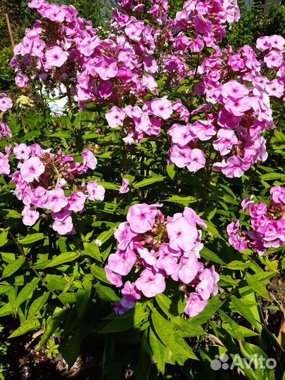 Ромашка, лилейник, флокс