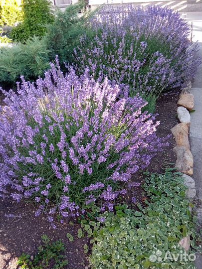 Лаванда
