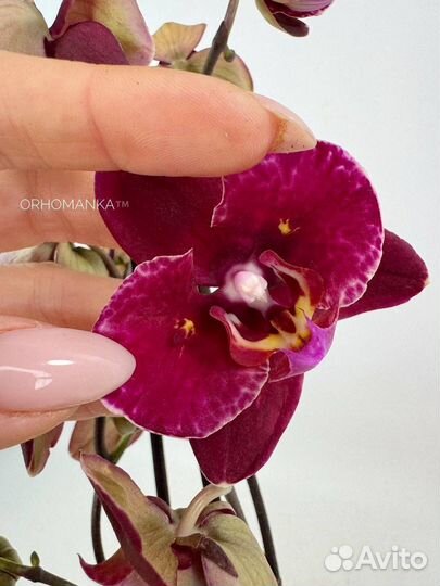 Орхидея фаленопсис Тунис пелор