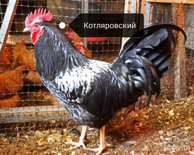 Петушок Котляровский