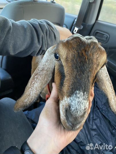 Коза нубийская