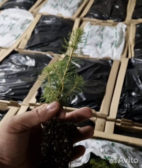 Сеянцы сосны окс от производителя