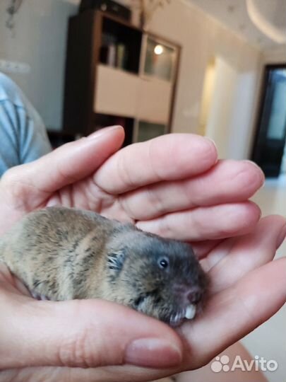 Восточная слепушонка. Грызун. Мини бобрик