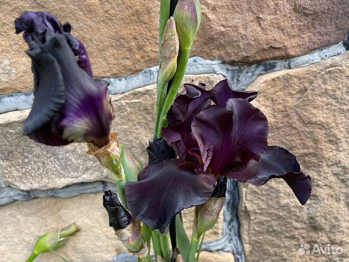 Ирис коллекция