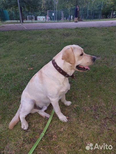 Кобель лабрадора вязка
