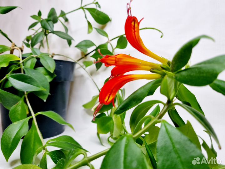 Эсхинантус жар птица