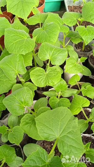 Рассада огурцов