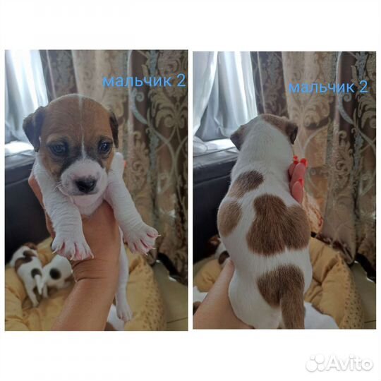 Джек Рассел терьер