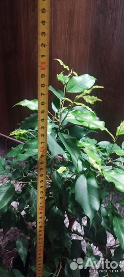 Фикус бенджамина